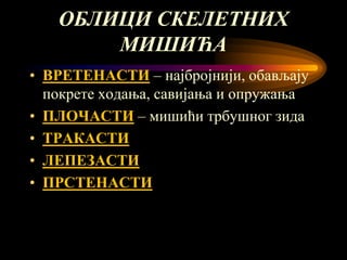 мишићни систем човека | PPT