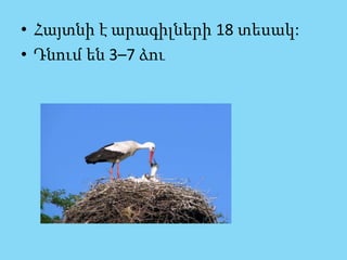• Հայտնի է արագիլների 18 տեսակ:
• Դնում են 3–7 ձու
 