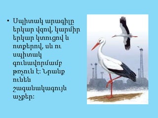 • Սպիտակ արագիլը
երկար վզով, կարմիր
երկար կտուցով և
ոտքերով, սև ու
սպիտակ
գունավորմամբ
թռչուն է: Նրանք
ունեն
շագանակագույն
աչքեր:
 