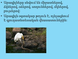 • Արագիլները սնվում են միջատներով,
ձկներով, օձերով, սողուններով, մկներով,
բույսերով:
• Արագիլն օգտակար թռչուն Է, ոչնչացնում
Է գյուղատնտեսական վնասատուներին:
 