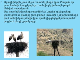 • Արագիլներին շատ հեշտ է տեսնել բների վրա: Չնայած, որ
շատ հաճախ նրաց կարելի է հանդիպել խոնավ և թարմ
հնձված դաշտերում:
Այս թռչունների բները շատ մեծ են: Նրանք իրենց բները
կառուցում են գետնից շատ բարձր` հաճախ էլեկտրասյուների
կամ տների կտուրների վրա, որտեղից գեղեցիկ տեսարան է
բացվում դեպի շրջակայքը:
 