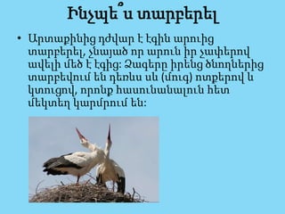 Ինչպե՞ս տարբերել
• Արտաքինից դժվար է էգին արուից
տարբերել, չնայած որ արուն իր չափերով
ավելի մեծ է էգից: Ձագերը իրենց ծնողներից
տարբեվում են դեռևս սև (մուգ) ոտքերով և
կտուցով, որոնք հասունանալուն հետ
մեկտեղ կարմրում են:
 