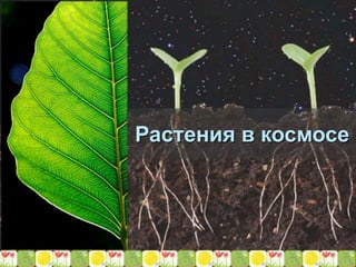Растения в космосе
 