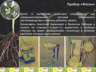 Прибор «Фитон»
Долго и настойчиво работали специалисты над
совершенствованием методов космического
растениеводства и наконец добились своего.
Космонавты Анатолий Березовой и Валентин Лебедев в
полете на станции «Салют-7» вырастили в приборе
«Фитон» из семян арабидопсиса, посеянных в космосе,
растения, которые дали семена.
 