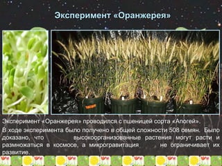 Эксперимент «Оранжерея» проводился с пшеницей сорта «Апогей».
В ходе эксперимента было получено в общей сложности 508 семян. Было
доказано, что высокоорганизованные растения могут расти и
размножаться в космосе, а микрогравитация не ограничивает их
развитие.
Эксперимент «Оранжерея»
 