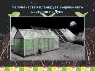 Человечество планирует выращивать
растения на Луне
 