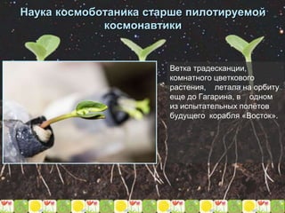 Ветка традесканции,
комнатного цветкового
растения, летала на орбиту
еще до Гагарина, в одном
из испытательных полётов
будущего корабля «Восток».
Наука космоботаника старше пилотируемой
космонавтики
 