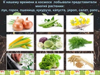 К нашему времени в космосе побывали представители
многих растении:
лук, горох, пшеница, кукуруза, капуста, укроп, салат, рапс.
 