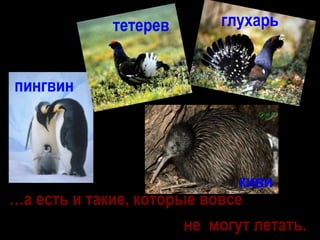 …а есть и такие, которые вовсе
не могут летать.
пингвин
тетерев глухарь
киви
 