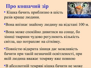 Про кошачий зір
Кішка бачить приблизно в шість
разів краще людини.
Вона впізнає знайому людину на відстані 100 м.
Вона може спокійно дивитися на сонце, бо
зіниці тварини чудово регулюють кількість
світла, що потрапляє на сітківку.
Повністю відкрита зіниця дає можливість
бачити при такій незначній освітленості, при
якій людина вважає темряву вже повною
В абсолютній темряві кішка бачити не може
 