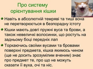 Про систему
орієнтування кішки
Навіть в абсолютній темряві та тиші вона
не перетворюється в безпорадну істоту
Кішки мають довгі пружні вуса та брови, а
також невеличкі волосинки, що ростуть на
задньому боці передніх лап
Торкаючись своїми вусами та бровами
поверхні предмета, кішка якимось чином
(ще не досить зрозумілим вченим) знає
про предмет те, про що не можуть
сказати її вуха, очі та ніс.
 