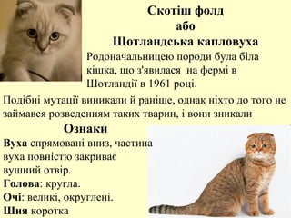 Подібні мутації виникали й раніше, однак ніхто до того не
займався розведенням таких тварин, і вони зникали
Вуха спрямовані вниз, частина
вуха повністю закриває
вушний отвір.
Голова: кругла.
Очі: великі, округлені.
Шия коротка
Скотіш фолд
або
Шотландська капловуха
Родоначальницею породи була біла
кішка, що з'явилася на фермі в
Шотландії в 1961 році.
Ознаки
 