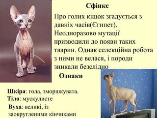 Сфінкс
Про голих кішок згадується з
давніх часів(Єгипет).
Неодноразово мутації
призводили до появи таких
тварин. Однак селекційна робота
з ними не велася, і породи
зникали безслідно
Шкіра: гола, зморшкувата.
Тіло: мускулисте
Вуха: великі, із
заокругленими кінчиками
Ознаки
 