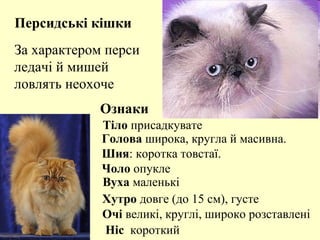 За характером перси
ледачі й мишей
ловлять неохоче
Тіло присадкувате
Голова широка, кругла й масивна.
Шия: коротка товстаї.
Чоло опукле
Вуха маленькі
Очі великі, круглі, широко розставлені
Хутро довге (до 15 см), густе
Ніс короткий
Персидські кішки
Ознаки
 