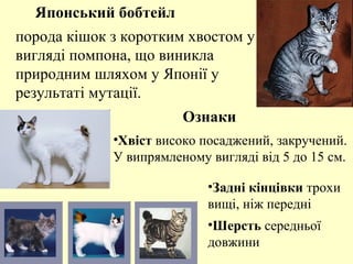 порода кішок з коротким хвостом у
вигляді помпона, що виникла
природним шляхом у Японії у
результаті мутації.
•Задні кінцівки трохи
вищі, ніж передні
•Шерсть середньої
довжини
Японський бобтейл
Ознаки
•Хвіст високо посаджений, закручений.
У випрямленому вигляді від 5 до 15 см.
 