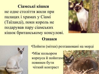 Сіамські кішки
не одне століття жили при
палацах і храмах у Сіамі
(Таїланді), поки король не
подарував пару сіамських
кішок британському консулові.
•Пойнти (мітки) розташовані на морді
•Між кольором
корпуса й пойнтами
повинен бути
чіткий контраст
Ознаки
 