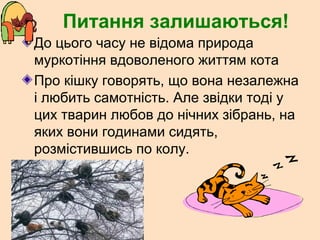 Питання залишаються!
До цього часу не відома природа
муркотіння вдоволеного життям кота
Про кішку говорять, що вона незалежна
і любить самотність. Але звідки тоді у
цих тварин любов до нічних зібрань, на
яких вони годинами сидять,
розмістившись по колу.
 