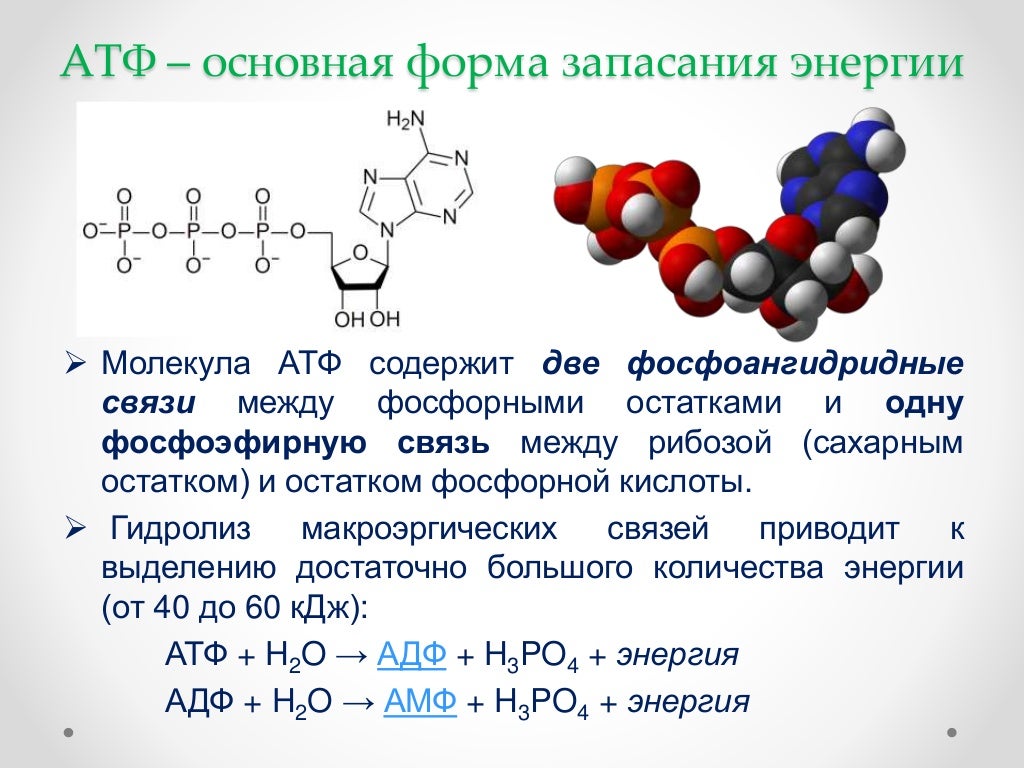 Атф состоит из остатков. Молекула АТФ. Молекула АТФ содержит. Связи в молекуле АТФ. Фосфоангидридные связи.