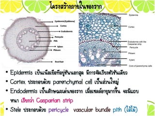 โครงสร้างภายในของราก
• Epidermis เป็นเนื้อเยื่อที่อยู่ชั้นนอกสุด มีการจัดเรียงตัวชั้นเดียว
• Cortex ประกอบด้วย parenchymal cell เป็นส่วนใหญ่
• Endodermis เป็นลักษณะเด่นของราก เมื่อเซลล์อายุมากขึ้น จะมีแถบ
หนา เรียกว่า Casparian strip
• Stele ประกอบด้วย pericycle vascular bundle pith (ไส้ไม้)
 