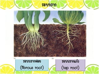 ระบบราก
ระบบรากฝอย
(fibrous root)
ระบบรากแก้ว
(tap root)
 