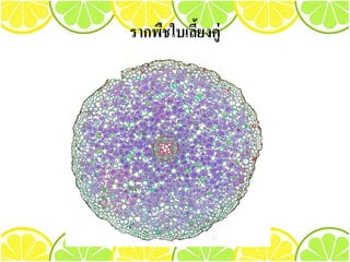 รากพืชใบเลี้ยงคู่
 