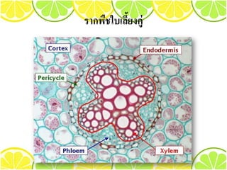 รากพืชใบเลี้ยงคู่
 