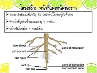 โครงสร้าง หน้าที่และชนิดของราก
รากของพืชมีหน้าที่สาคัญ คือ ยึดลาต้นให้ติดอยู่กับพื้นดิน
ทาหน้าที่ดูดซึมน้าและแร่ธาตุ ๆ จากดิน
ส่งไปยังส่วนต่าง ๆ ของลาต้น
 