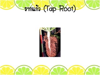 รากแก้ว (Tap Root)
 