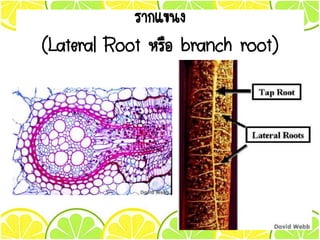 รากแขนง
(Lateral Root หรือ branch root)
 
