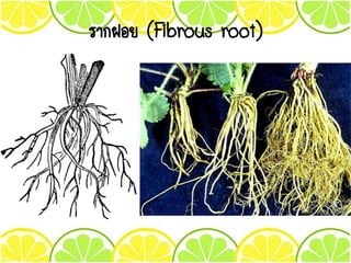 รากฝอย (Fibrous root)
 