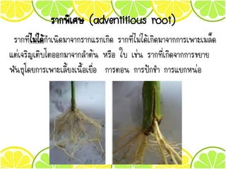 รากพิเศษ (adventitious root)
รากที่ไม่ได้กาเนิดมาจากรากแรกเกิด รากที่ไม่ได้เกิดมาจากการเพาะเมล็ด
แตเจริญเติบโตออกมาจากลาต้น หรือ ใบ เชน รากที่เกิดจากการขยาย
พันธุโดยการเพาะเลี้ยงเนื้อเยื่อ การตอน การปกชา การแยกหนอ
 