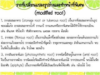 รากที่เปลี่ยนแปลงรูปร่างและทาหน้าที่พิเศษ
(modified root)
1. รากสะสมอาหาร (storage root or tuberous root) เป็นรากที่สะสมอาหารในรูป
ของเมด็แป้ง อาจสะสมอาหารไวท้ รากแกว้ รากแขนงหรือรากพิเศษกได้จงึทาให้รากอวบอ้วน
เช่น มันเทศ หัวไชเท้า หัวผักกาดหวาน แครอต กระชาย ต้อยติ่ง
2. รากฝอย (fibrous root) เป็นรากเส้นเล็กที่โตสม่าเสมอ งอกออกจากโคนต้นรอบรากแก้ว
ต่อมารากแก้วจะตายไป รากฝอยจึงทาหน้าที่ดูดน้า ธาตุอาหารและพยุง ลาต้นแทนรากแก้ว พบ
ในพืชใบเลี้ยงเดี่ยว เช่น ข้าวโพด มะพร้าว
3. รากสังเคราะห์แสง (photosynthetic root) รากชนิดนี้มักอยู่ในอากาศ (ariel root)
จึงเป็นรากอากาศด้วย รากมีคลอโรฟิลล์จึงทาหน้าที่สังเคราะห์แสงได้ รากประเภทนี้ พบได้ในพืช
อิงอาศัย (epiphyte) เป็นรากของพืชที่ไม่ได้เบียดเบียนพืชให้อาศัย เช่น กล้วยไม้ ไทร
 