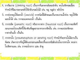 4. รากยึดเกาะ (climbing root) เป็นรากที่แตกตามข้อของลาต้น พบในพืชทอดเลื้อย
ทาหน้าที่ยึดเกาะตามหลักให้ลาต้นทอดไปได้ เช่น พลู พลูด่าง พริกไทย
5. รากช่วยพยุงให้ลอยน้า (vescicle) รากชนิดนี้มีลักษณะเป็นกระเปาะเล็กช่วย พยุงให้พืช
ลอยน้าได้ เช่น รากของแพงพวยน้า เป็นต้น
6. รากปรสิต (parasitic root) หรือรากกาฝาก (haustoial root) เป็นรากของพืชที่
งอกแทงลงไปบนพืชที่ให้อาศัยเพื่อดูดสารอาหารจากพืชนั้น เช่น รากของประทัดทอง
กาฝากต้นเต็ง เป็นต้น
7. รากหายใจ (pneumatophore or aerating root) ทาหน้าที่จะหายใจได้มากเป็น
พิเศษ เกิดจากรากที่อยู่ใต้ดินงอกออกและตั้งตรงขึ้นมาเหนือดินช่วยในการหายใจ พบมาก
ในพืชชายเลน เช่น รากของโกงกาง แสม ลาพู
 