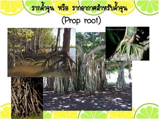 รากค้าจุน หรือ รากอากาศสาหรับค้าจุน
(Prop root)
 