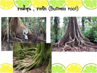 รากค้าจุน , รากปีก (Buttress root)
 