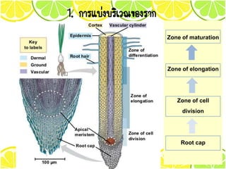 Zone of maturation
Zone of elongation
Zone of cell
division
Root cap
1. การแบ่งบริเวณของราก
 