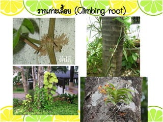 รากเกาะเลื้อย (Climbing root)
 