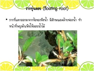 รากทุนลอย (floating root)
• รากที่แตกออกมาจากขอของพืชน้า มีลักษณะคลายฟองน้า ทา
หน้าที่พยุงตนพืชใหลอยน้าได
 