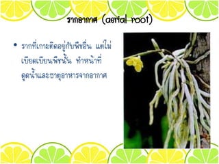 รากอากาศ (aerial root)
• รากที่เกาะติดอยูกับพืชอื่น แตไม
เบียดเบียนพืชนั้น ทาหนาที่
ดูดน้าและธาตุอาหารจากอากาศ
 