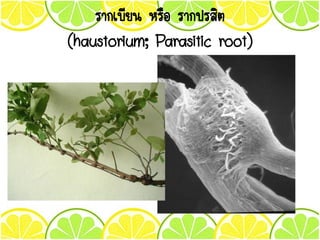 รากเบียน หรือ รากปรสิต
(haustorium; Parasitic root)
 
