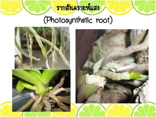 รากสังเคราะห์แสง
(Photosynthetic root)
 