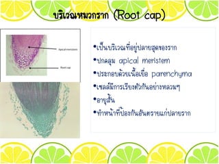บริเวณหมวกราก (Root cap)
•เป็นบริเวณที่อยู่ปลายสุดของราก
•ปกคลุม apical meristem
•ประกอบด้วยเนื้อเยื่อ parenchyma
•เซลล์มีการเรียงตัวกันอย่างหลวมๆ
•อายุสั้น
•ทาหน้าที่ป้องกันอันตรายแก่ปลายราก
 