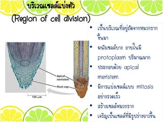 บริเวณเซลล์แบ่งตัว
(Region of cell division)
• เป็นบริเวณที่อยู่ถัดจากหมวกราก
ขึ้นมา
• ผนังเซลล์บาง ภายในมี
protoplasm ปริมาณมาก
• ประกอบด้วย apical
meristem
• มีการแบ่งเซลล์แบบ mitosis
อย่างรวดเร็ว
• สร้างเซลล์หมวกราก
• เจริญเป็นเซลล์ที่มีรูปร่างยาวขึ้น
 