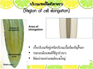 บริเวณเซลล์ยืดตัวตามยาว
(Region of cell elongation)
• เป็นบริเวณที่อยู่เหนือบริเวณเนื้อเยื่อเจริญขึ้นมา
• ประกอบด้วยเซลล์ที่มีรูปร่างยาว
• มีช่องว่าระหว่างเซลล์ขนาดใหญ่
 