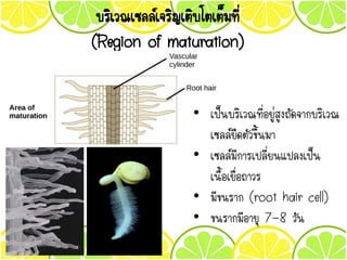 บริเวณเซลล์เจริญเติบโตเต็มที่
(Region of maturation)
• เป็นบริเวณที่อยู่สูงถัดจากบริเวณ
เซลล์ยืดตัวขึ้นมา
• เซลล์มีการเปลี่ยนแปลงเป็น
เนื้อเยื่อถาวร
• มีขนราก (root hair cell)
• ขนรากมีอายุ 7-8 วัน
 
