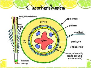 2. โครงสร้างภายในของราก
 