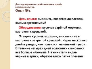 Для подтверждения своей гипотезы я провёл
несколько опытов.
Опыт №1
Цель опыта: выяснить, является ли плесень
живым организмом?
Оборудование: кусочек варёной моркови,
кастрюля с крышкой.
Отварив кусочек моркови, я оставил ее в
кастрюле с закрытой крышкой .Через несколько
дней я увидел, что появился маленький пушок .
В течение четырех дней волосинки становятся
все больше и больше. На них стали видны
чёрные шарики, образовались пятна плесени .
 