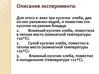 Описание эксперимента:
Для этого я взял три кусочка хлеба, два
из них увлажнил водой, и поместим эти
кусочки на разные блюдца:
1. Влажный кусочек хлеба, поместила
в теплое место (комнатной температуры
+22*С).
2. Сухой кусочек хлеба, поместил в
теплое место (комнатной температуры
+22*С).
3. Влажный кусочек хлеба, поместил
в холодильник (температура +12*С).
 