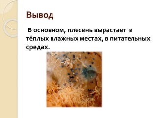 Вывод
В основном, плесень вырастает в
тёплых влажных местах, в питательных
средах.
 