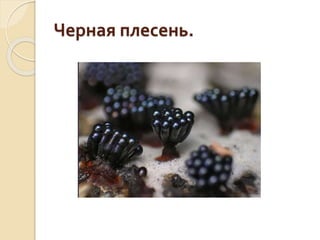Черная плесень.
 